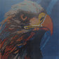 Aquila