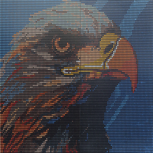 Aquila