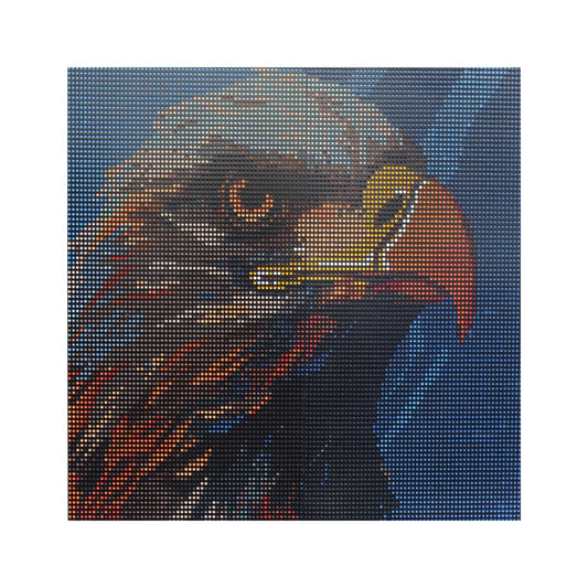Aquila